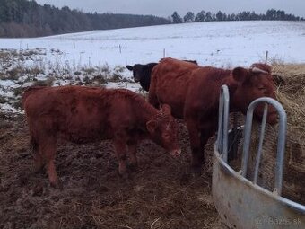 Predám mladú kravu s jalovicou