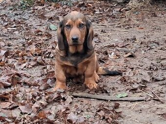 Alpský jazvečíkovitý durič