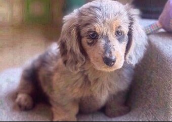 Šteniatka jazvečíka na adopciu.