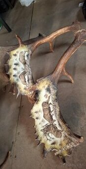 Parohy, parozie, daniel, darcek polovnik