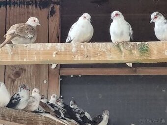 Holúbok diamantový straka