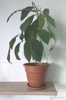 Avodádo