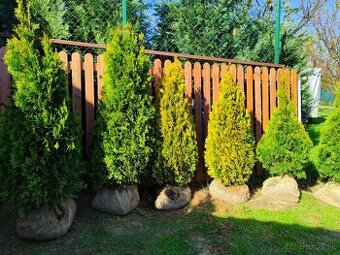 THUJE SMARAGD GOLD BONSAI 110-180cm