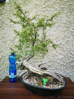 bonsai 17