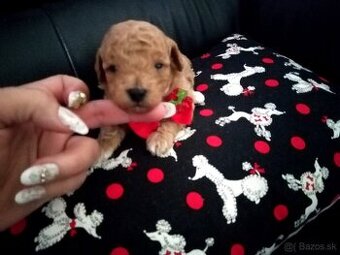 Pudel Pudlik Toy