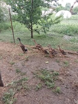 Indicky bezec