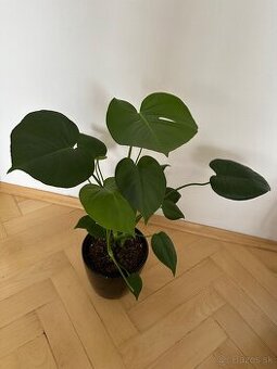 Monstera - 1