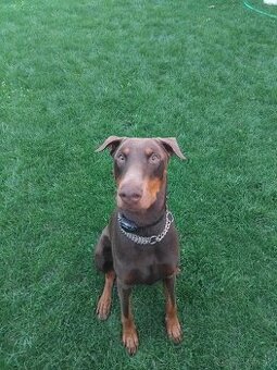Doberman