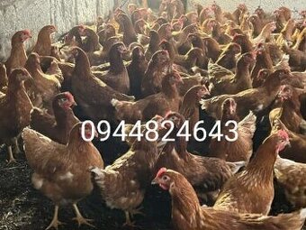 Mladky. Nosnice . Znáške. Z dovozom