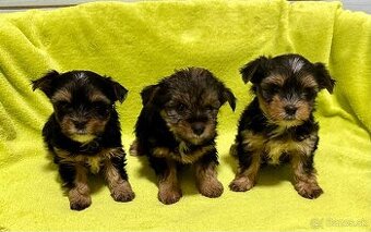 Yorkshire terrier
