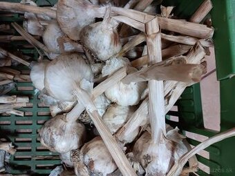 Predám jesenný cesnak