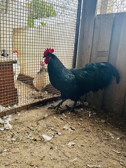 Predam AUSTRALOPKA,SASEX,BANTAMKA-oranzovokrka,brezova - 1