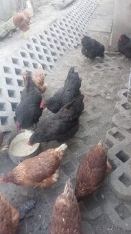 Predám australorpky