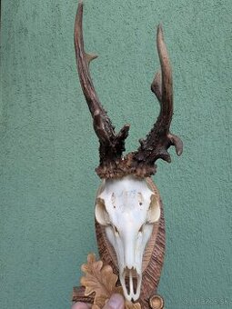 Zhody,parohy,parožie, trofej