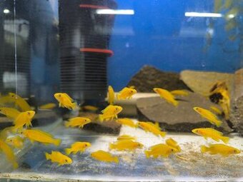 Neolamprologus Leleupi yellow