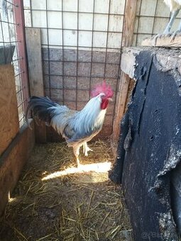 Kohút - vlaška perlovošedá