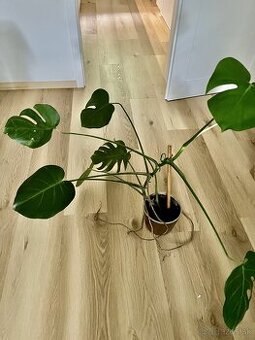 Monstera