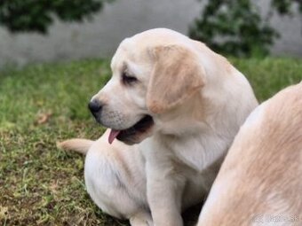 Labrador s PP
