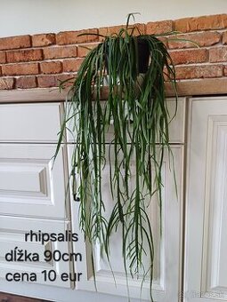 Izbové rastliny NOVÉ PRIDANÉ