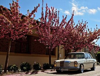 Auto na svadbu - Mercedes w115