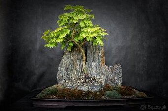 Bonsai Krajinka v miske 78x38cm, Vlastná produkcia