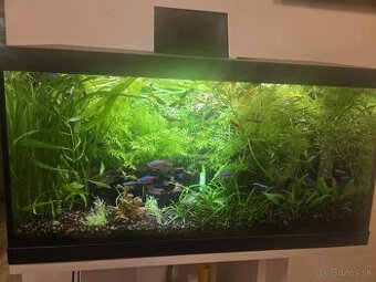 Akvarijné rastliny