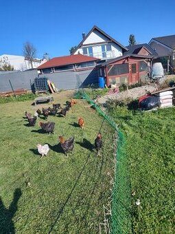 Marans Medenokrka kohút 17 tyzdnovy