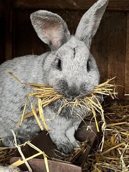 Veľký svetlý strieborný