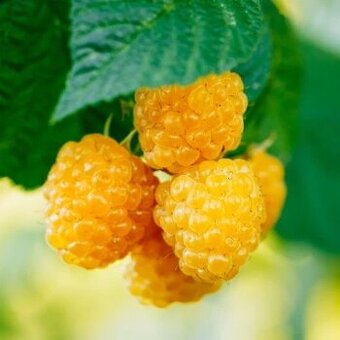 Maliny žlté - predám čerstvo vykopané sadenice.