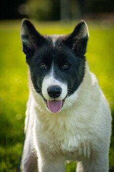 Kanadský eskimacky pes