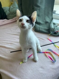 Mačiatka hladajú domov, spolu či samostatne, Bratislava