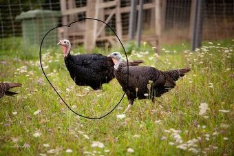 Morka divá , predám minuloročnú morku