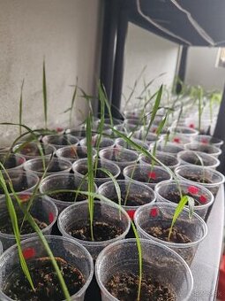 Palma Trachycarpus Fortunei - sadenice