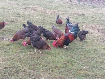 Kohút - Vlaška jarabičia