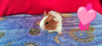 Morské prasiatka, morčatá 🐹