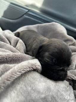 Francúzsky buldocek