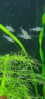 Predam Panciernicek trpazlici - Corydoras Hastaus