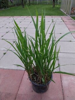Ozdobnica čínska - 1