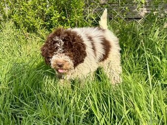 Lagotto romagnoli s PP