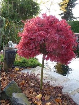 Acer palmatum - Javor japonský - Shaina na kmienku