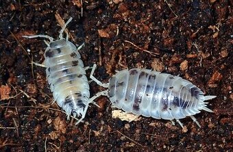 Isopod
