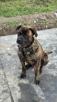 Cane corso