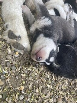 Sibirsky Husky