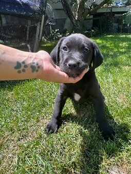 Labrador mix šteniatko