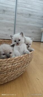 Ragdoll mačiatka