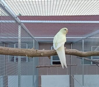 Kakarik č.č - 1