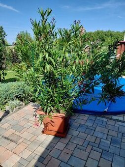 Oleander v zavlažovacom kochliku