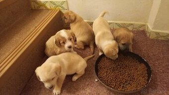 Steniatka do dobrych ruk