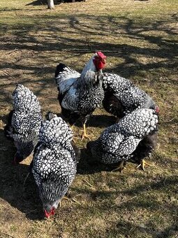 Wyandotka SČL násadové vajcia