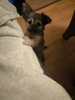 Čivava dlhosrsta fenka